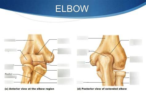 The Elbow Joint: Functions And Location! Quiz .